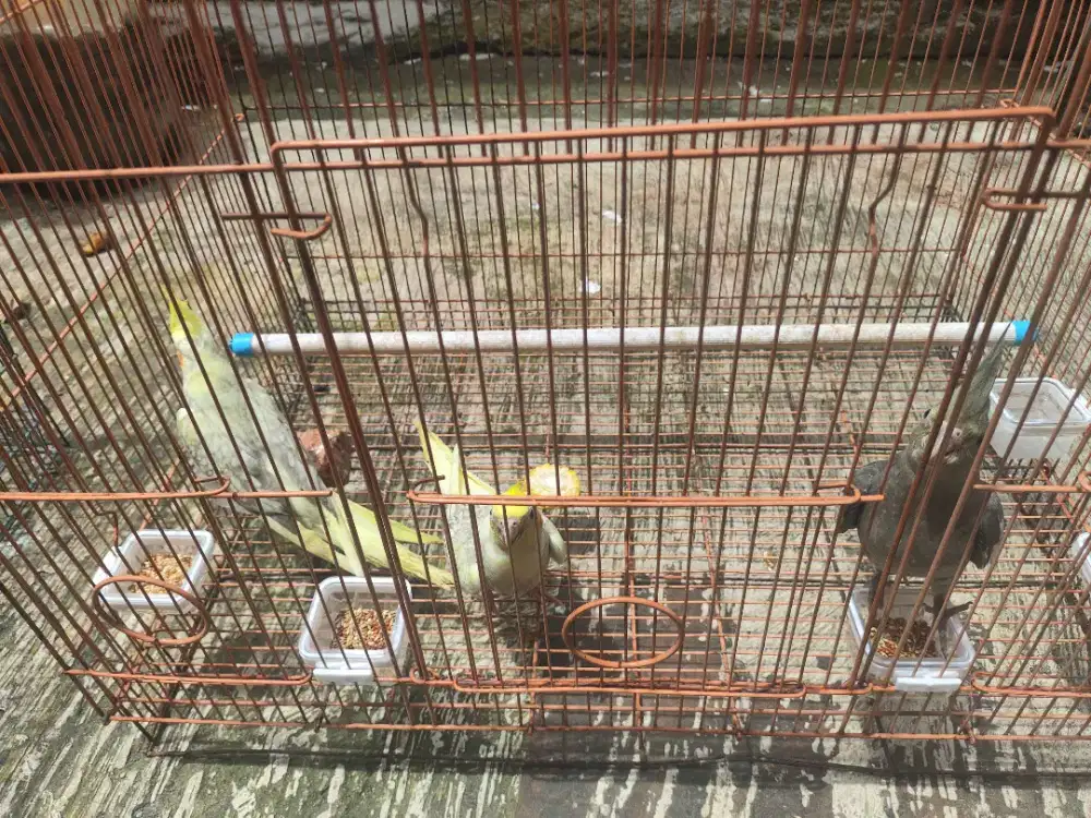 Burung Falk/Parkit Australia