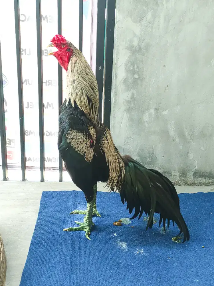 Ayam jago bangkok big