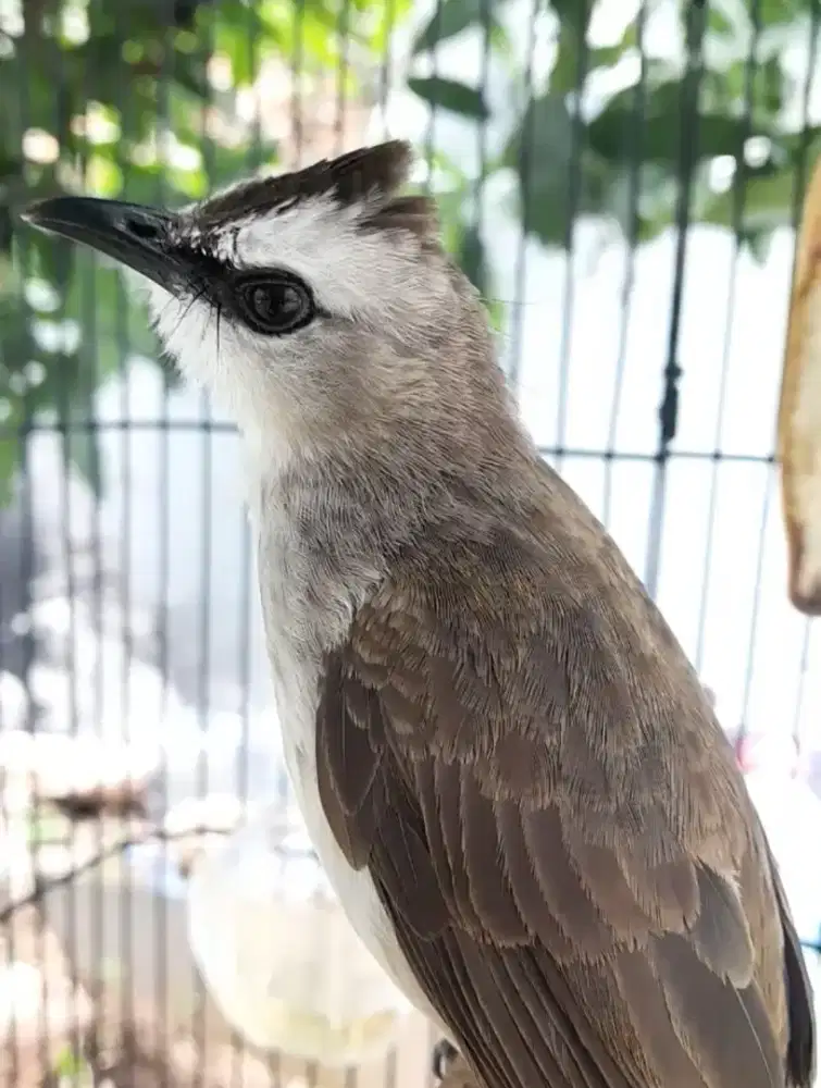 BURUNG CRUKCUK GACOR ROPEL GARUDA