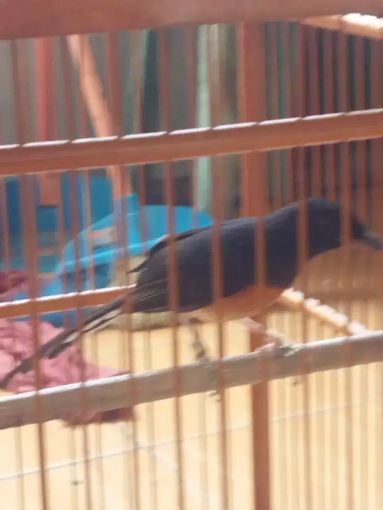 Murai batu betina siapan