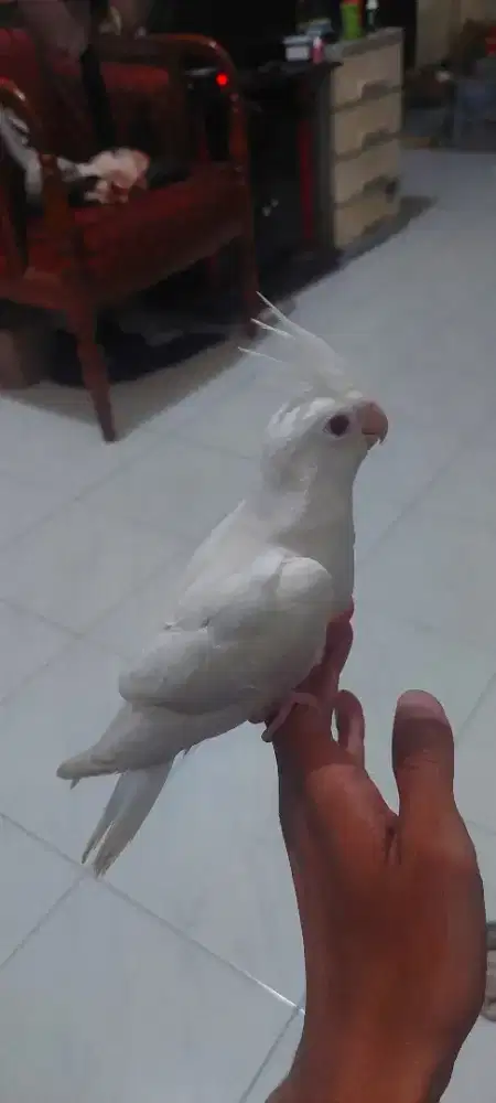 Falk parkit Australia albino jinak total