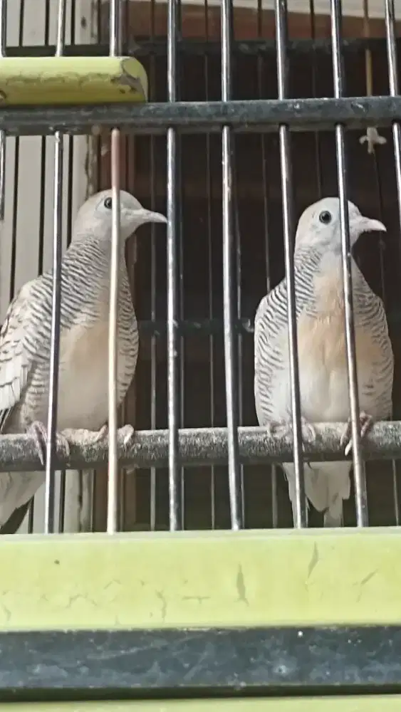 Perkutut silver 2ekor jual