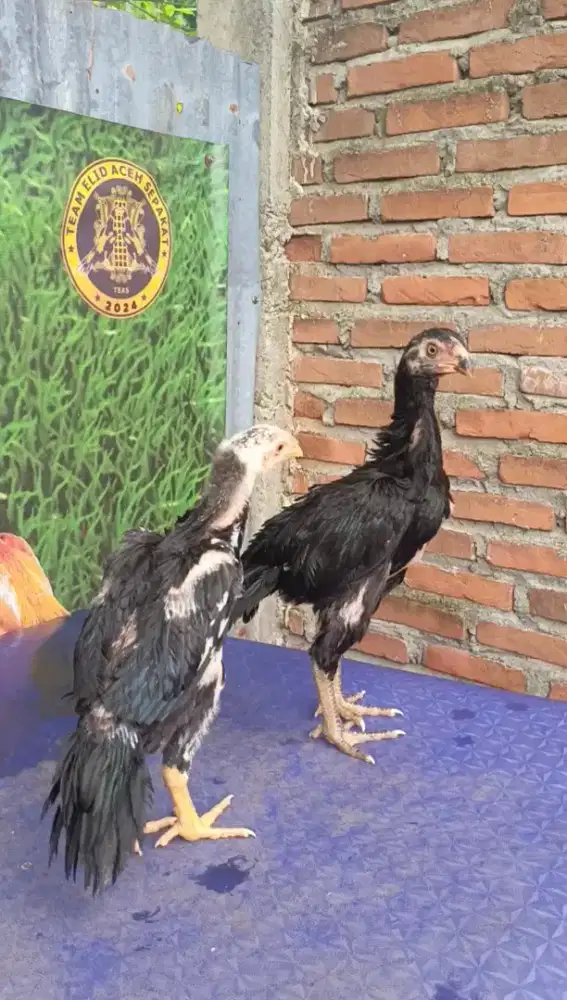 Ayam ekor lidi ori