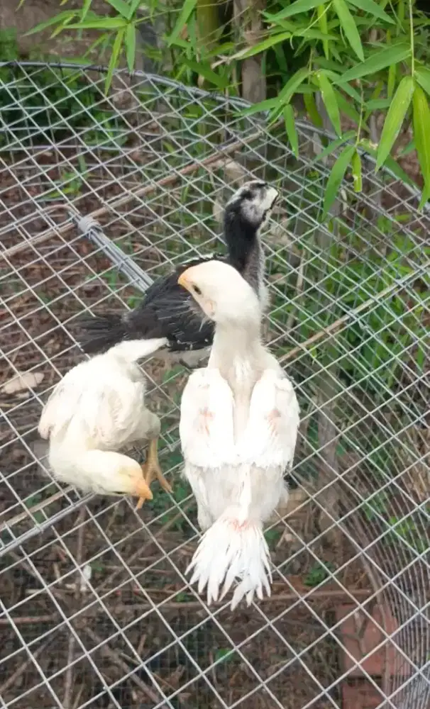 AYAM ASEEL PARROT ORI