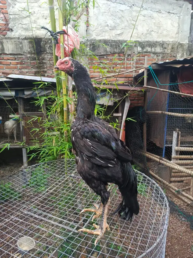 Ayam Shamo Eropa Ori