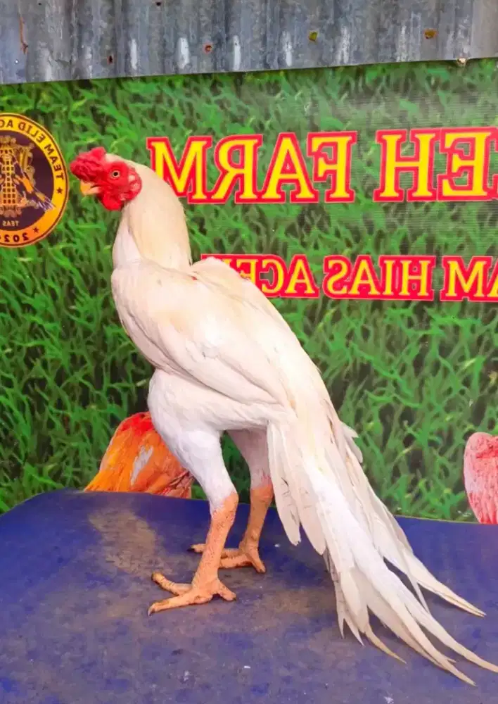 Ayam aseel parrot ori