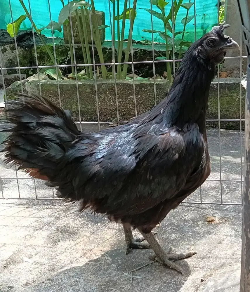 Ayam Babon Cemani hitam betina