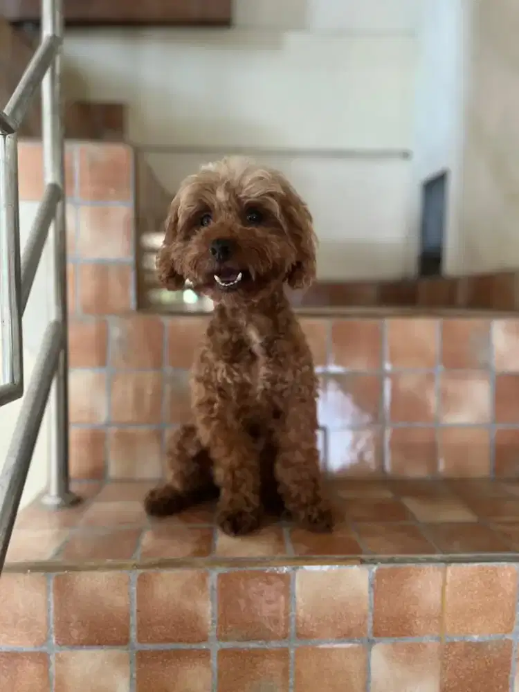 Poodle cantik betina calon indukan