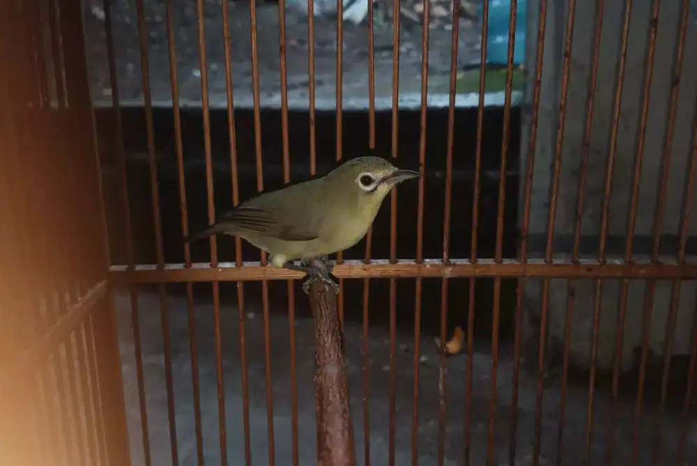 Burung P dakun receh