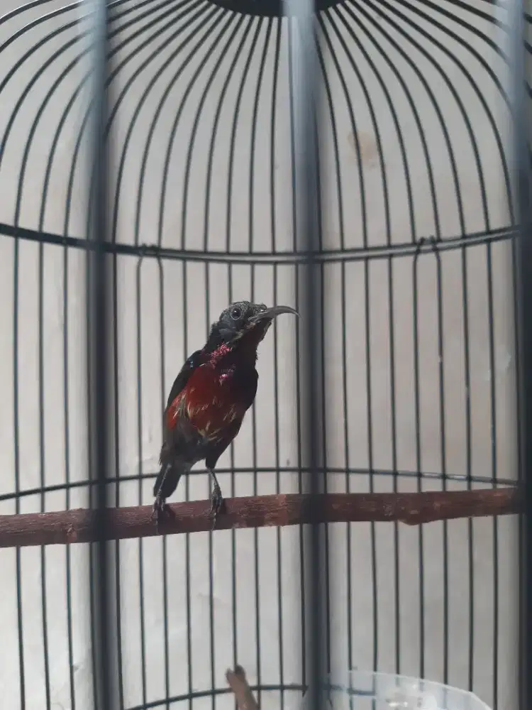 Kolibri ninja gacoran