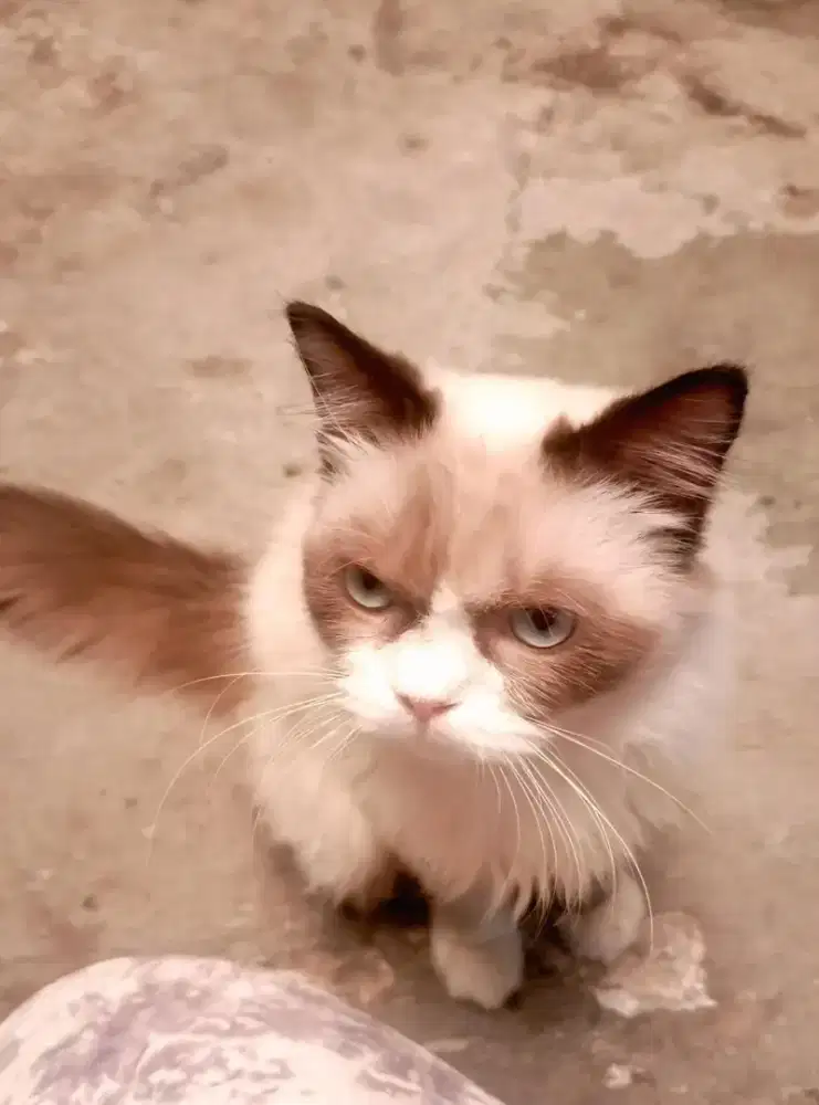 Himalaya ragdoll umur 7 bulan