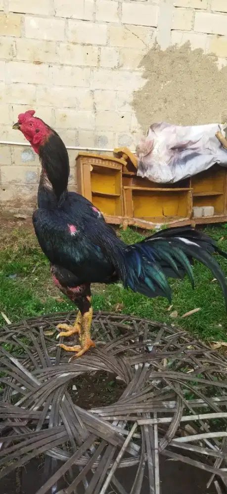 Ayam Bangkok black bull