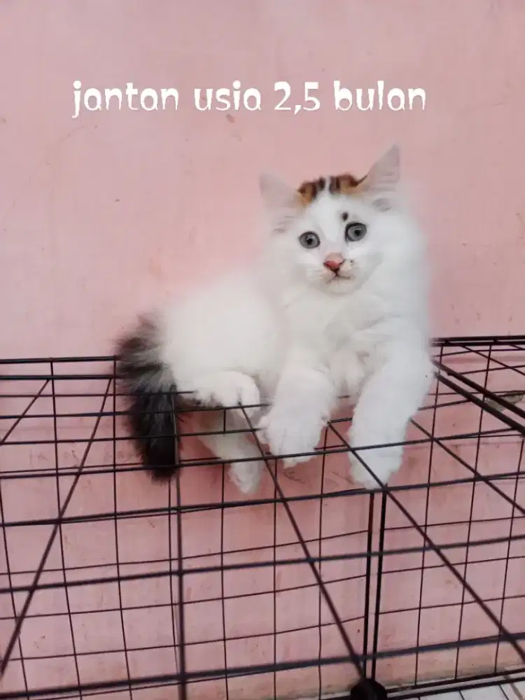 Kucing Persia medium