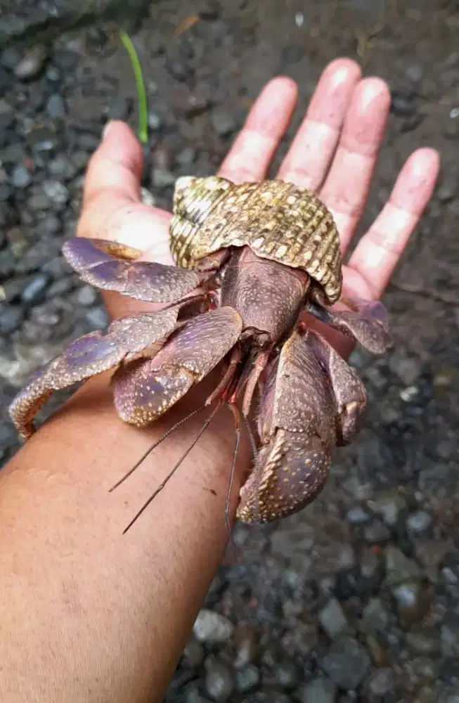 Jumboan Kelomang Sangar