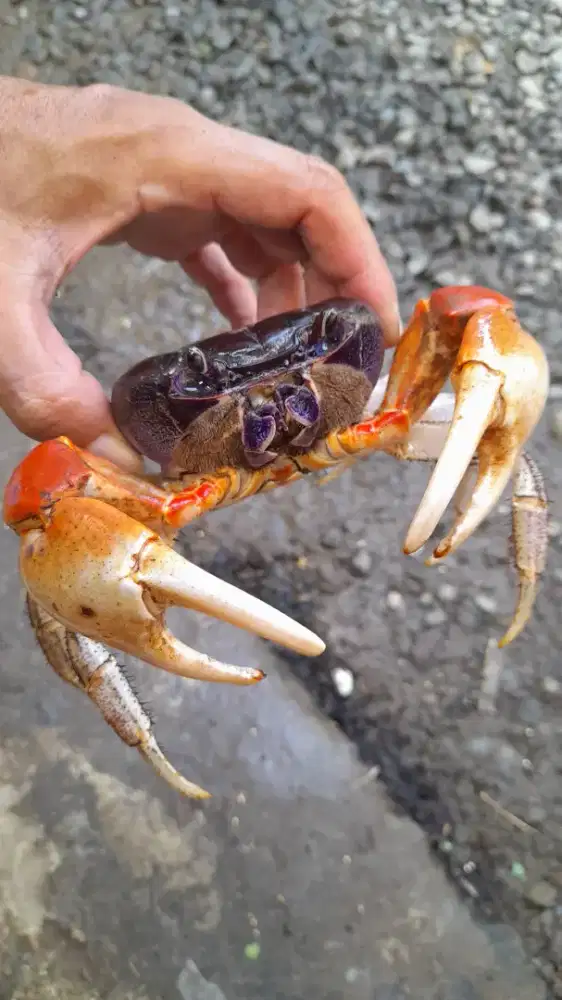 Kepiting Magnum Guede