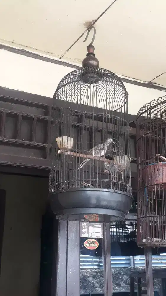 Jual Burung Perkutut lokal