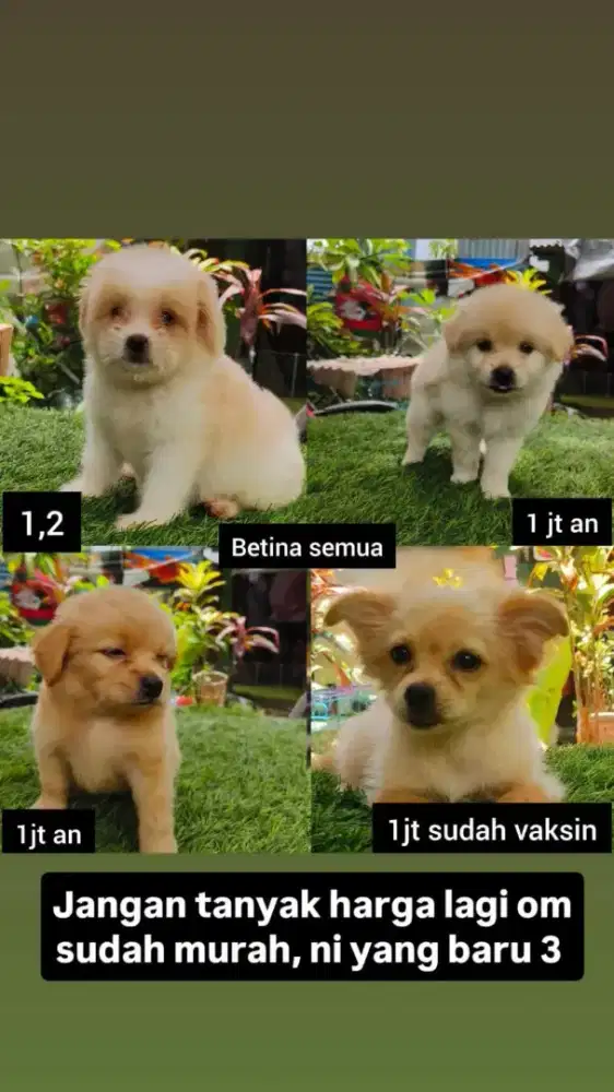 Minipom mix Shitzu 4 betina semua