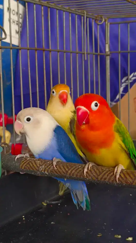 Lovebird 3 serangkai