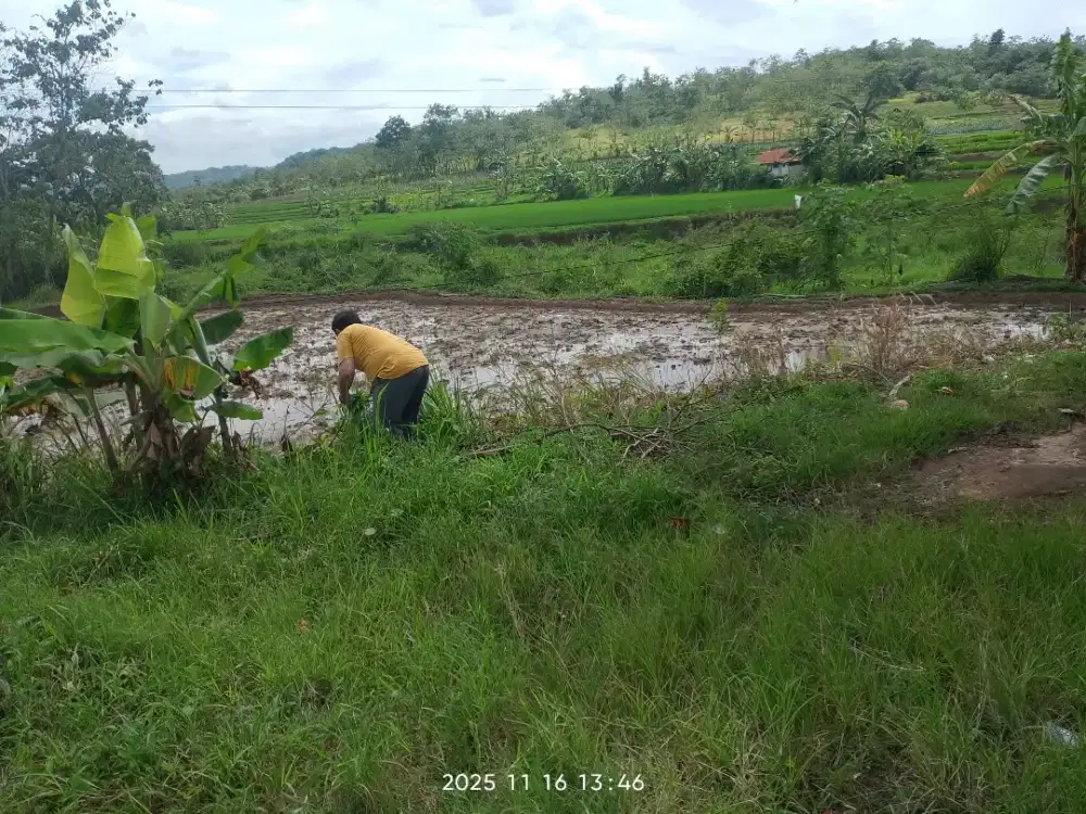 Jual tanah sawah Nego sampai jadi