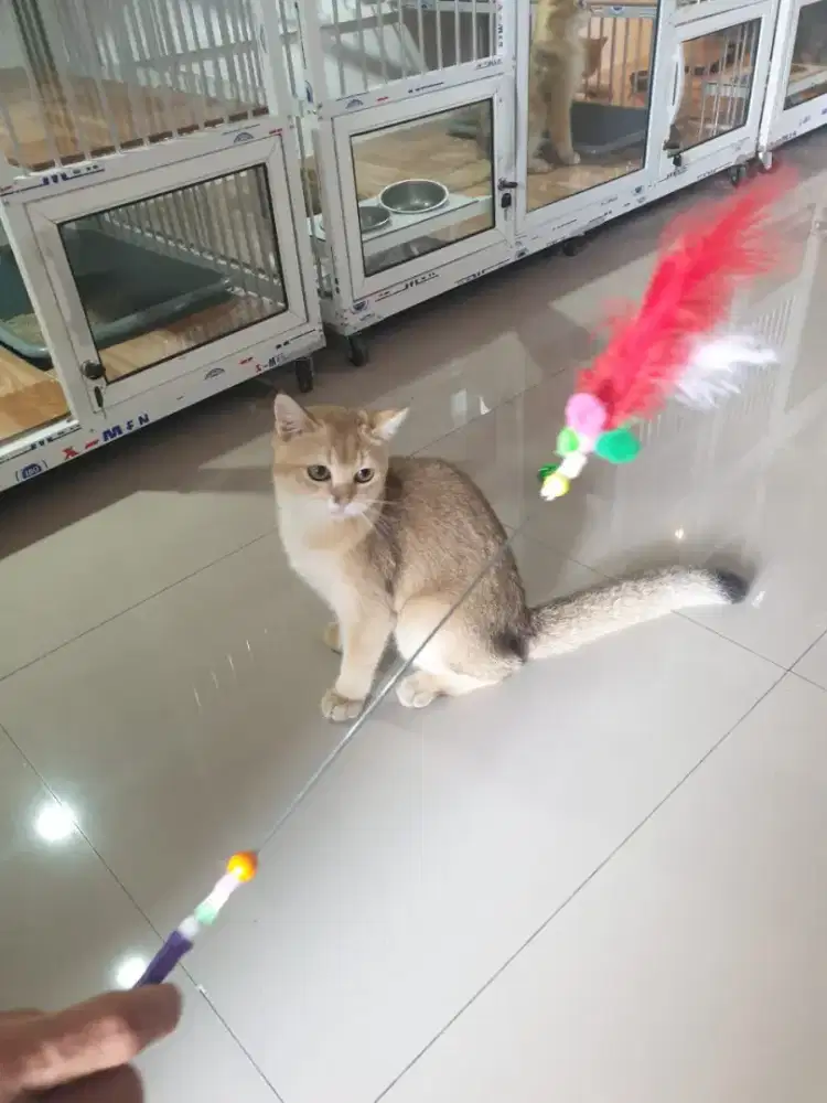 Kucing British Sotheir golden