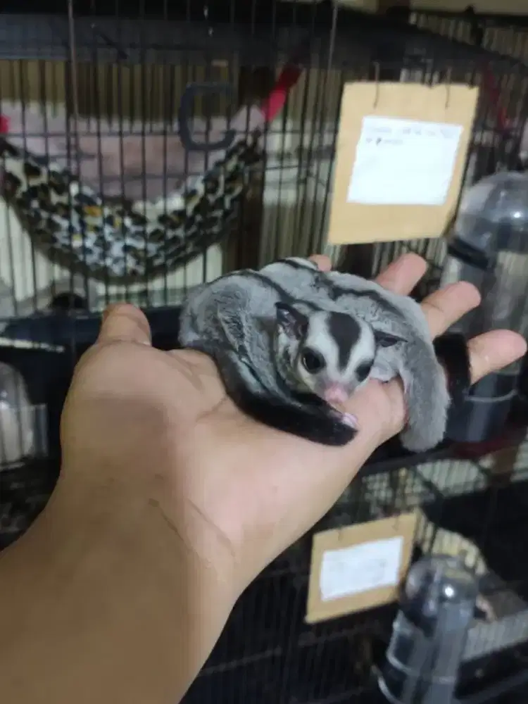 SUGAR GLIDER JOEY BORONGAN 3 EKOR
