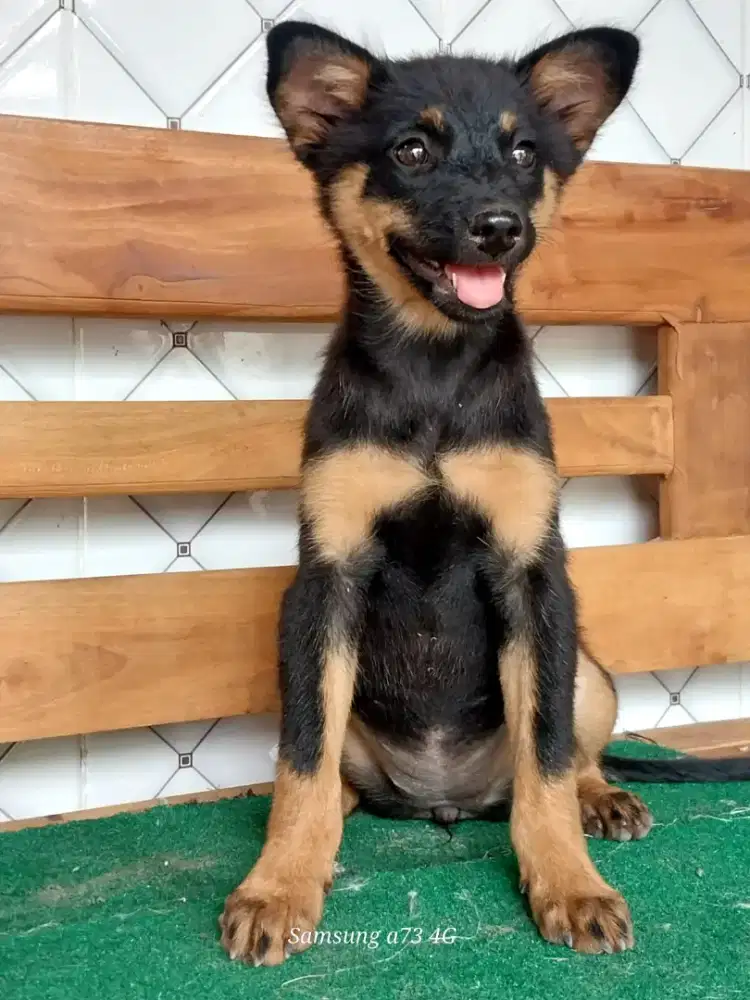 Anakan anjing ras mix