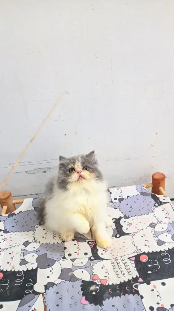 Kucing persia flatnose B