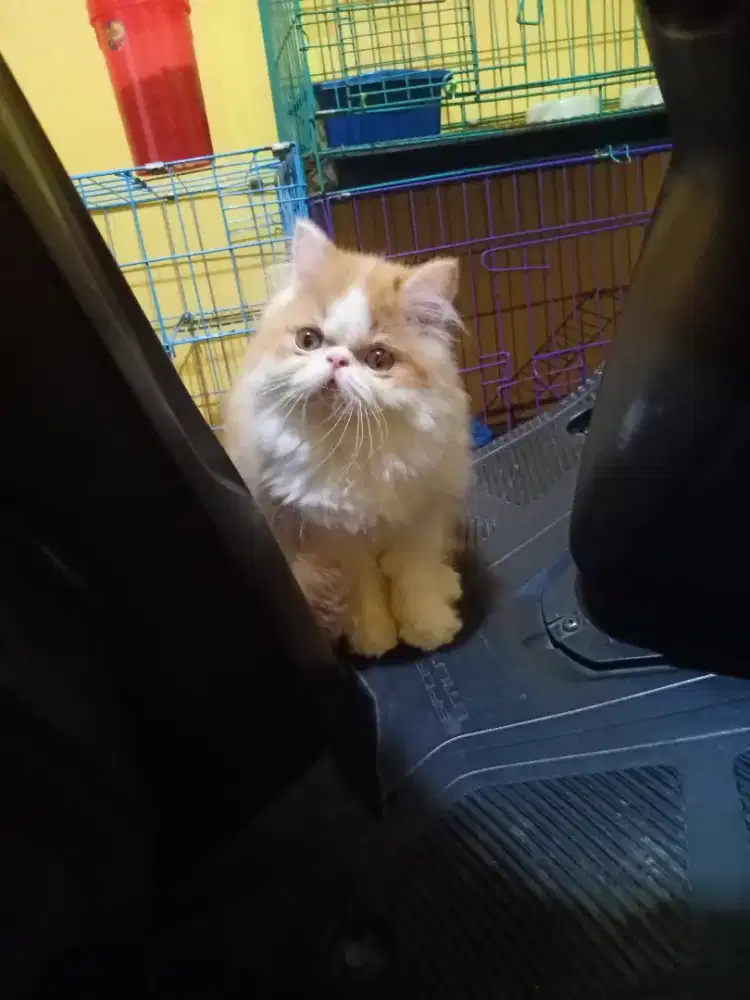 Kucing Persia Peaknose Jantan