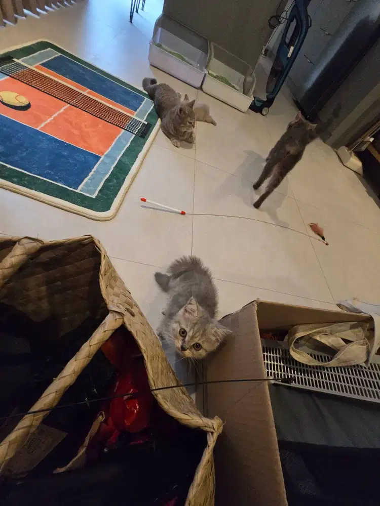 Kitten British Shorthair / Kucing BSH