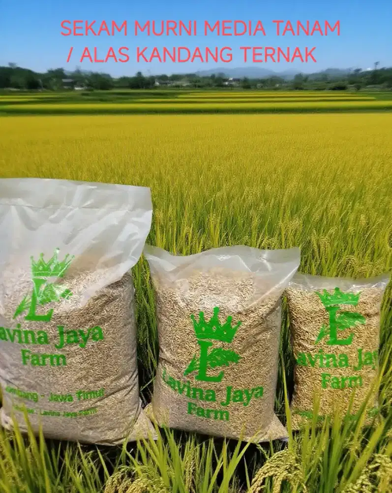 Sekam padi mentah alami Media tanam / buat alas kandang ternak