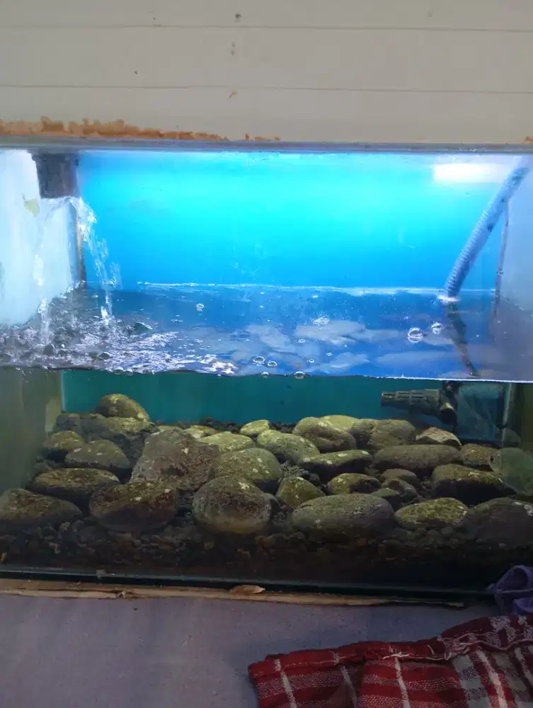 Dijual aquarium 50 cm 1 set