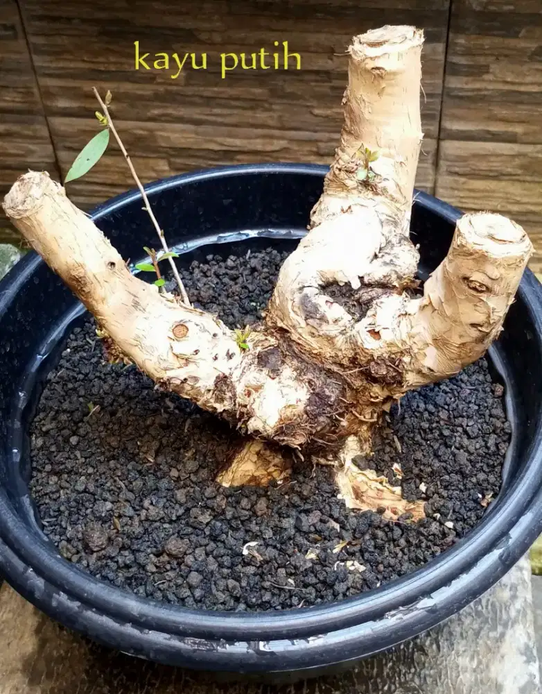 Bonsai kayu putih