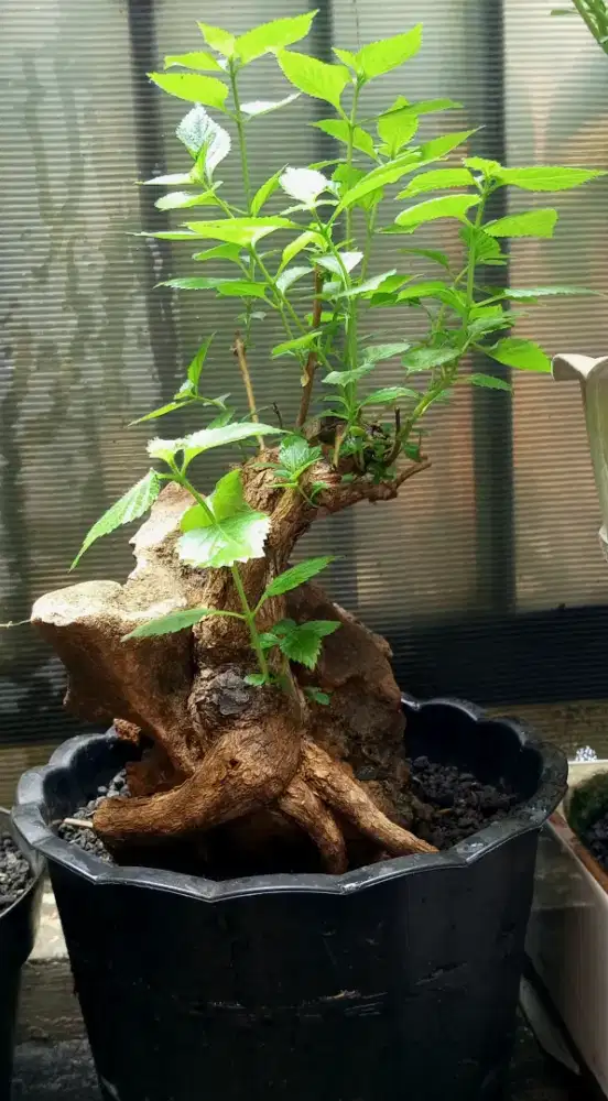 Bonsai lantana otr