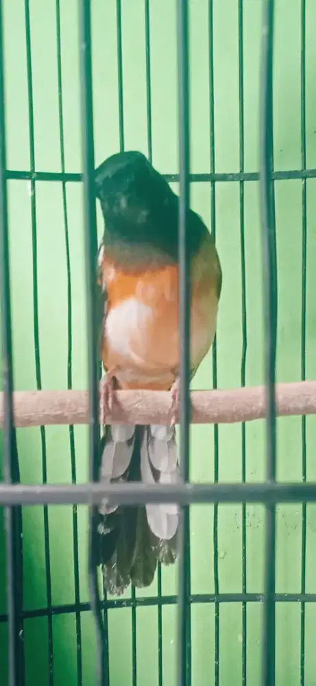 Murai blorok extreme