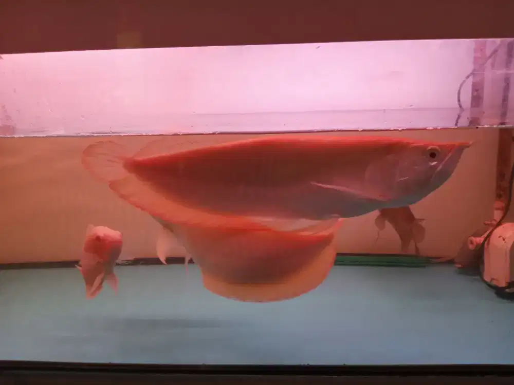 Ikan arwana silver albino