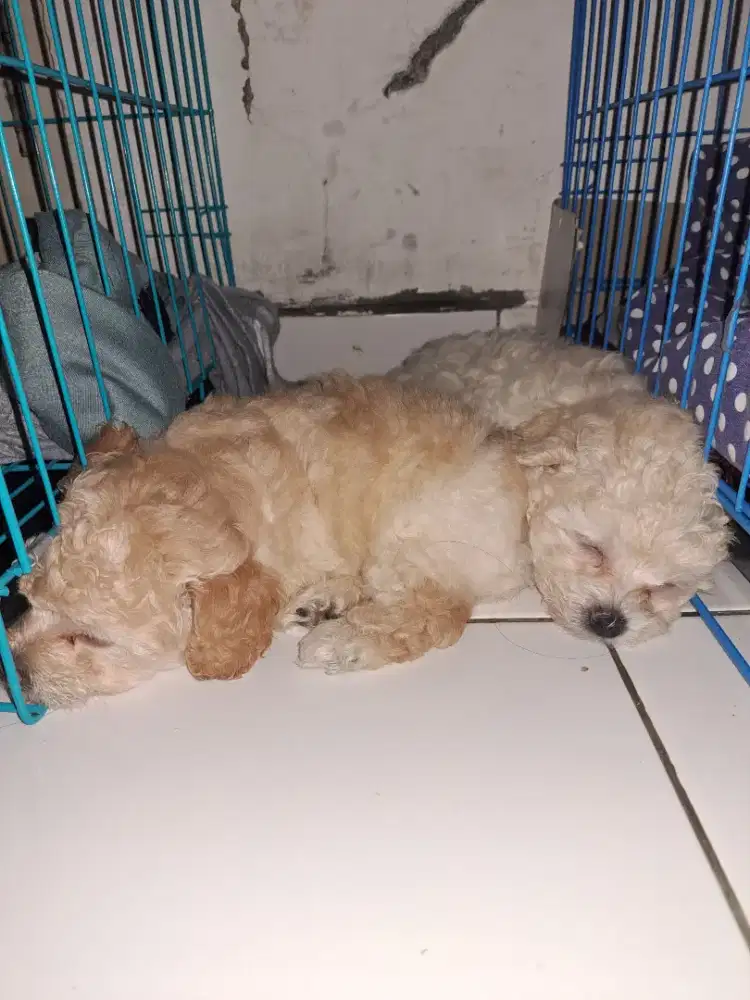 Di jual 2 ekor anjing jantan Toy Poodle