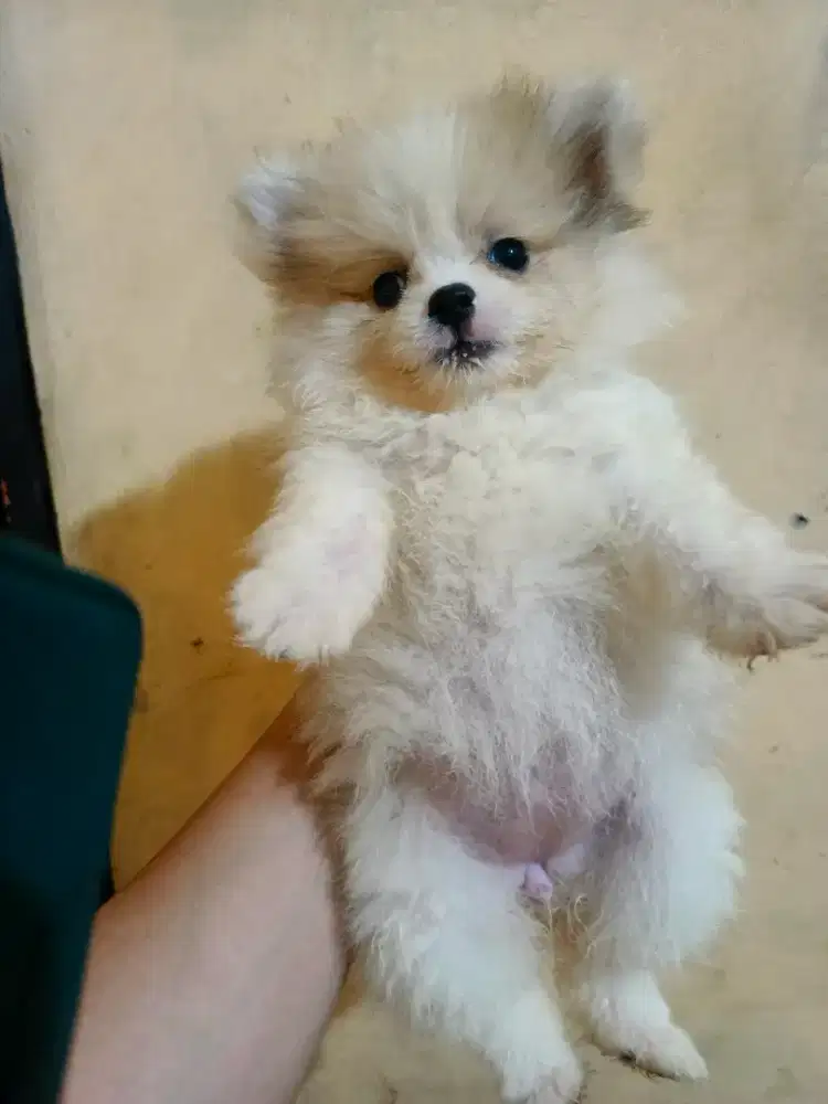 PuPpy Pom muRce Nego^^