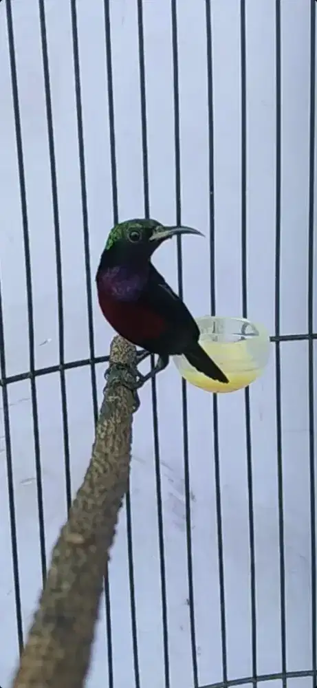 Burung kolibri ninja gacor