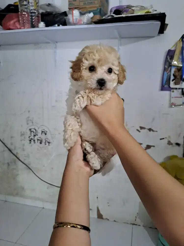 Di jual 2 ekor anjing jantan Toy Poodle