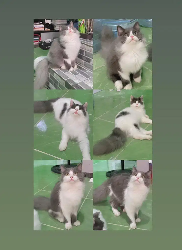 Lepas Adop Bsh & BLH blue solid Bico Blue Carrier Choco Cinnamon 2 bln