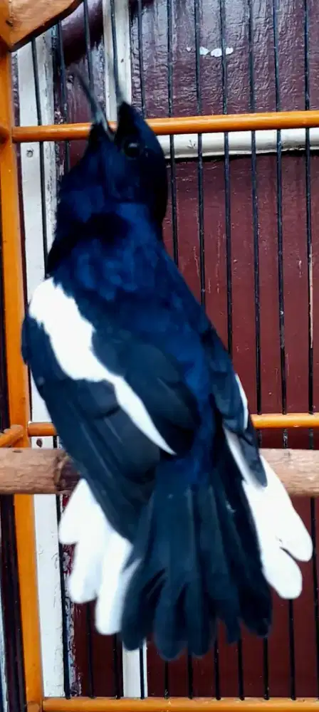 BURUNG KACER GACOR KOSLET NGOBRA METAL BAJA