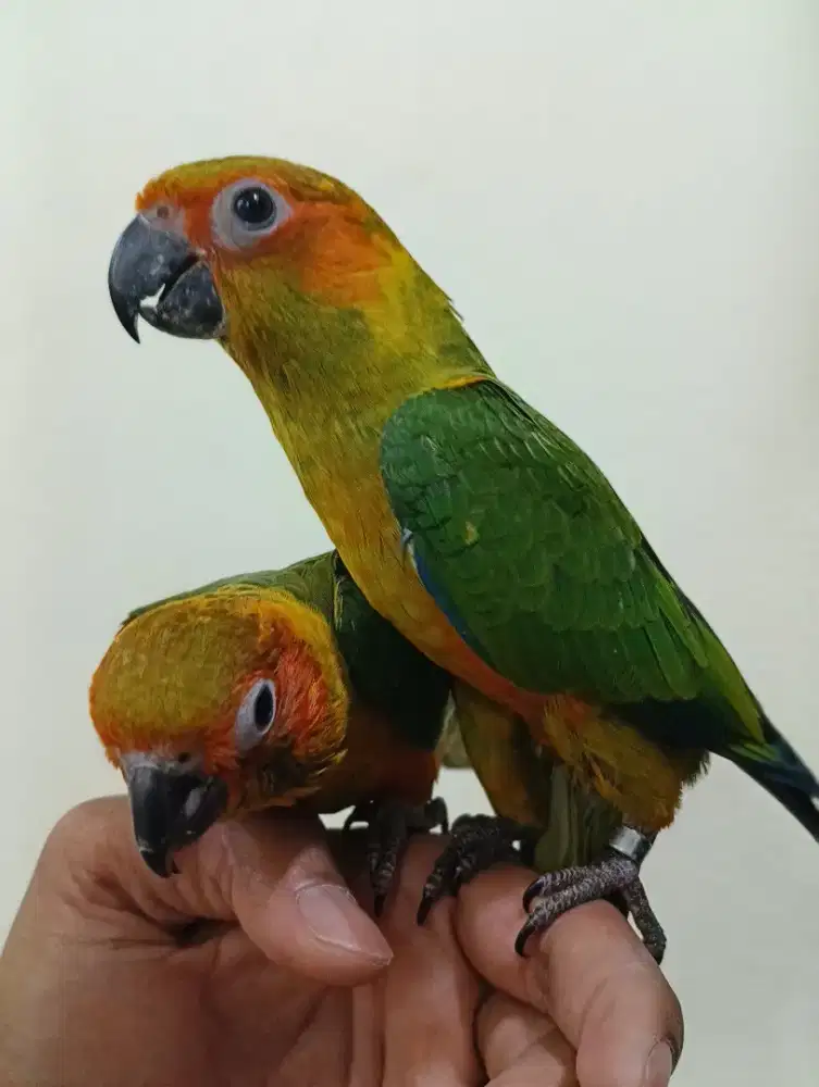 Burung sunconure