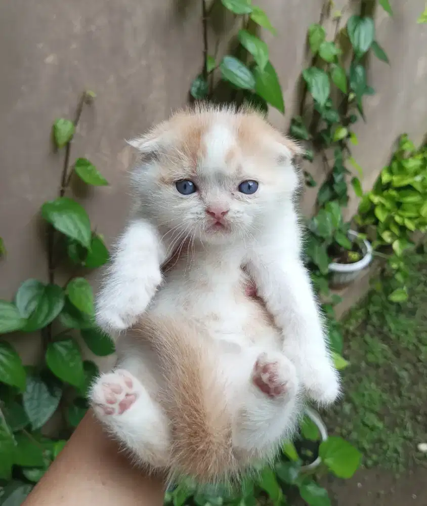 Scottish fold jantan