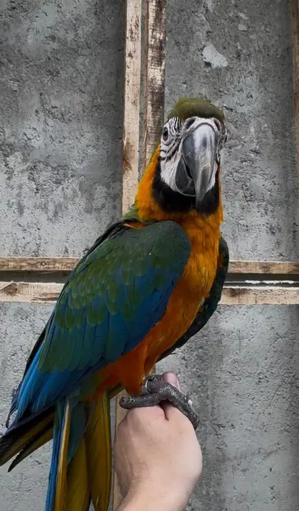 Catalina macaw Jinak