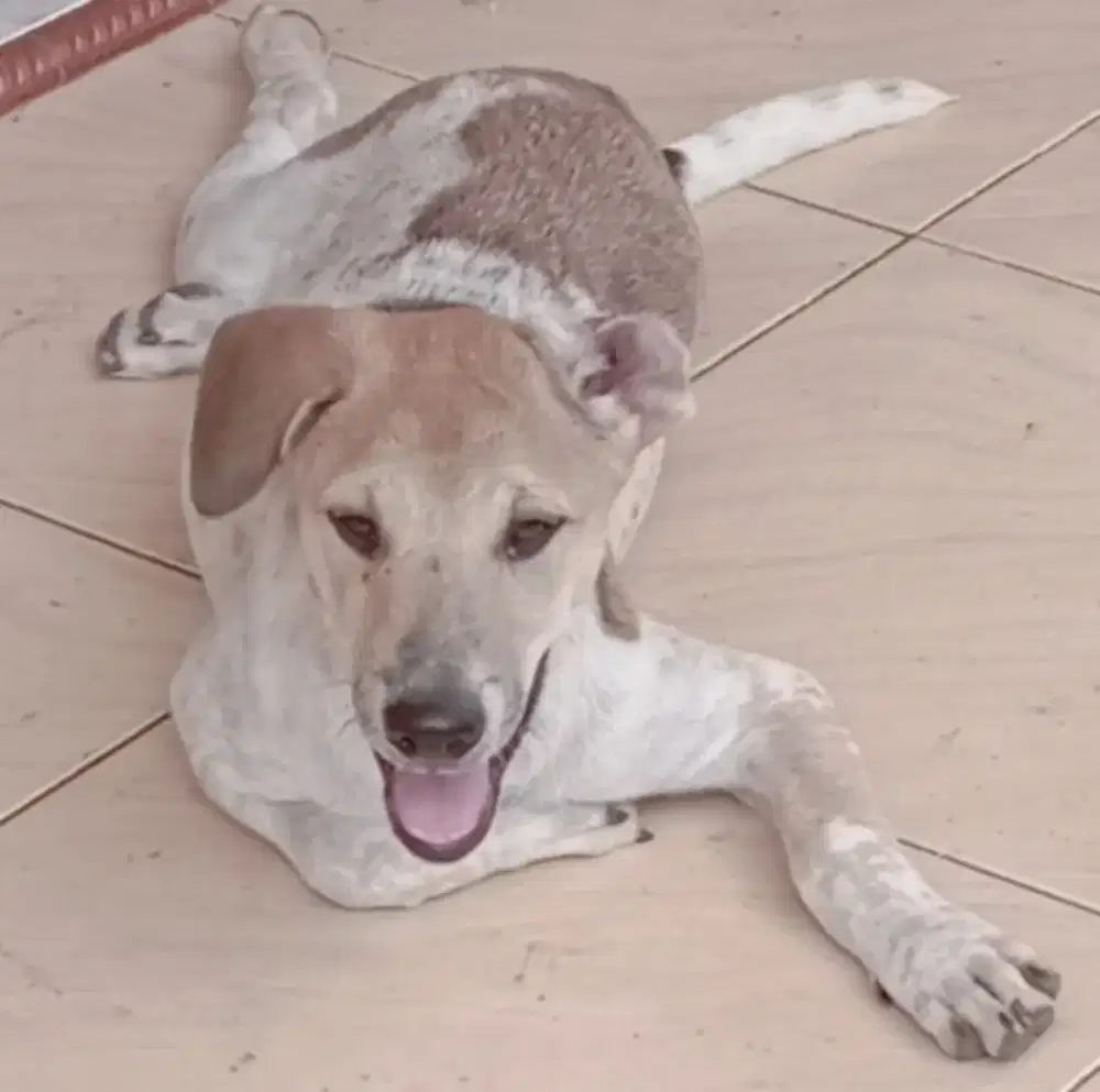 Jual anak anjing Mix Labrador