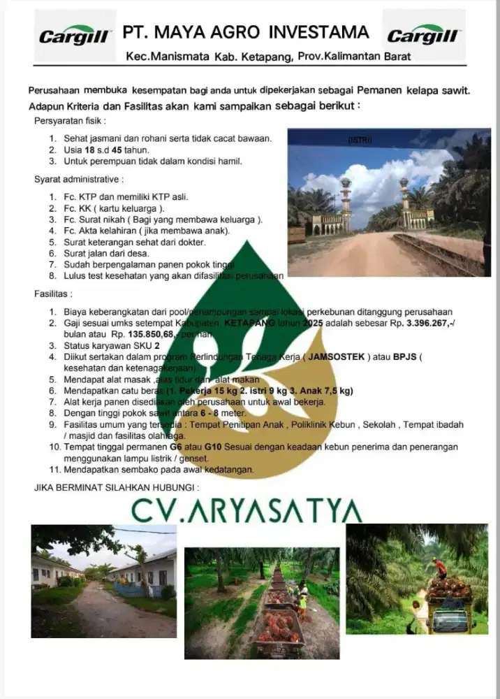 Lowongan kerja panen kelapa sawit