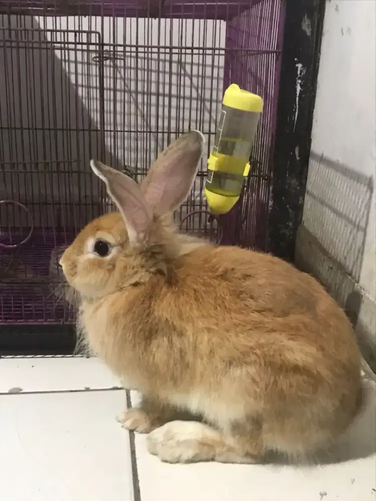 Kelinci 9 bulan warna coklat. Hewan