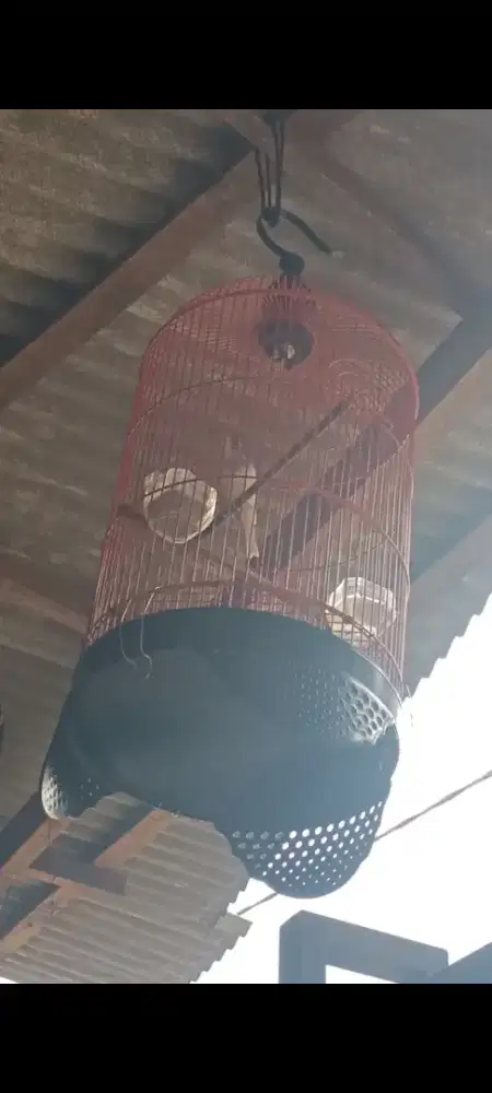 Kenari panda gacor fs