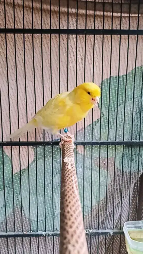 Kenari FYS kuning body setara F2