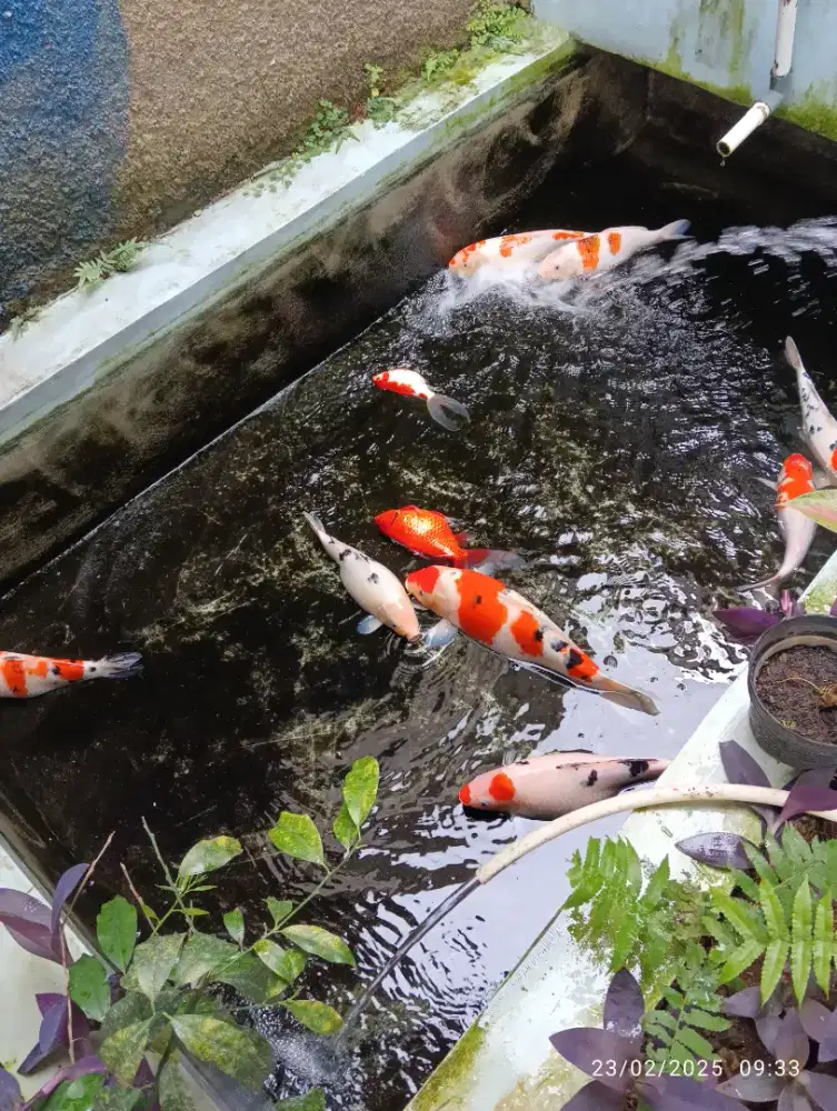 Ikan koi  ada 7 ekor